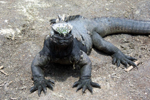 Ecuador and Galapagos Islands, March 2005