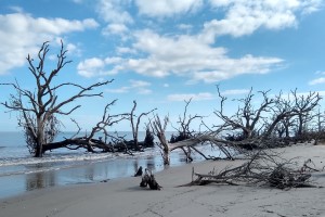 Greenville, SC and Golden Isles, GA 2023